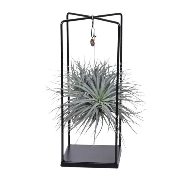 Tillandsia Cube Mix 1 stuk - Ø20cm - ↕20cm  BotanicBridge