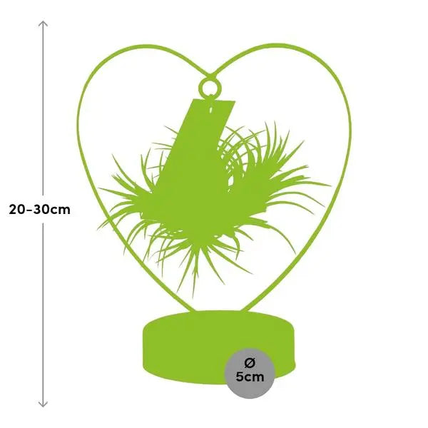 Tillandsia Ionantha Silver - Ø10,5cm - ↕23cm  BotanicBridge