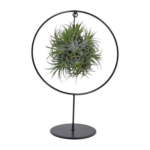 Tillandsia Ring Mix - Ø15cm - ↕35cm  BotanicBridge