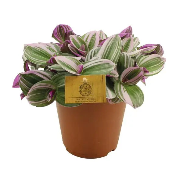 Tradescantia Nanouk - Ø15cm - ↕25cm  BotanicBridge