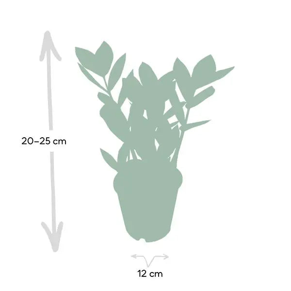 Zamioculas - Ø12cm - ↕35cm  BotanicBridge