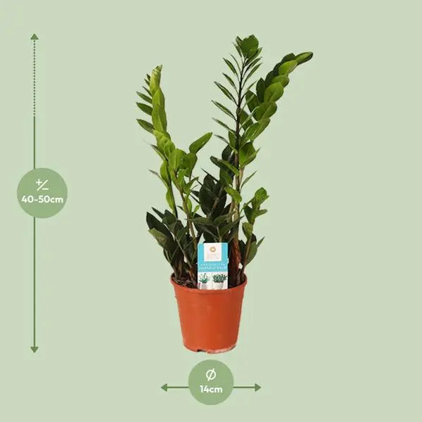 Zamioculcas Zamiifolia - Ø14cm - ↕45cm  BotanicBridge