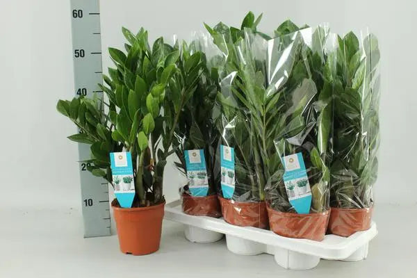 Zamioculcas Zamiifolia - Ø14cm - ↕55cm  BotanicBridge