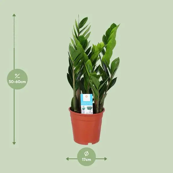 Zamioculcas Zamiifolia - Ø17cm - ↕60cm  BotanicBridge