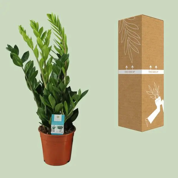 Zamioculcas Zamiifolia - Ø17cm - ↕65cm  BotanicBridge