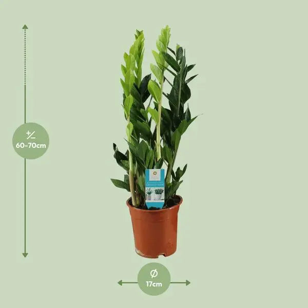 Zamioculcas Zamiifolia - Ø17cm - ↕65cm  BotanicBridge