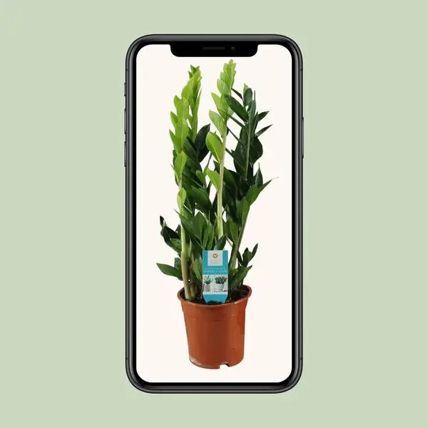 Zamioculcas Zamiifolia - Ø17cm - ↕65cm  BotanicBridge