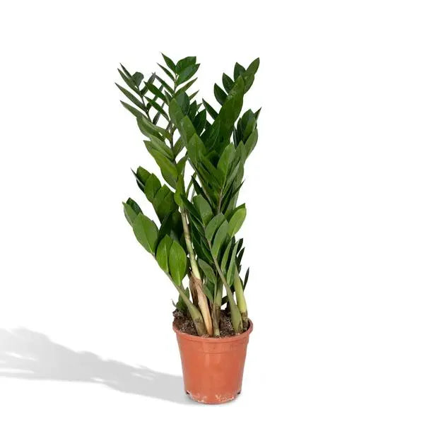 Zamioculcas Zamiifolia - Ø17cm - ↕70cm  BotanicBridge