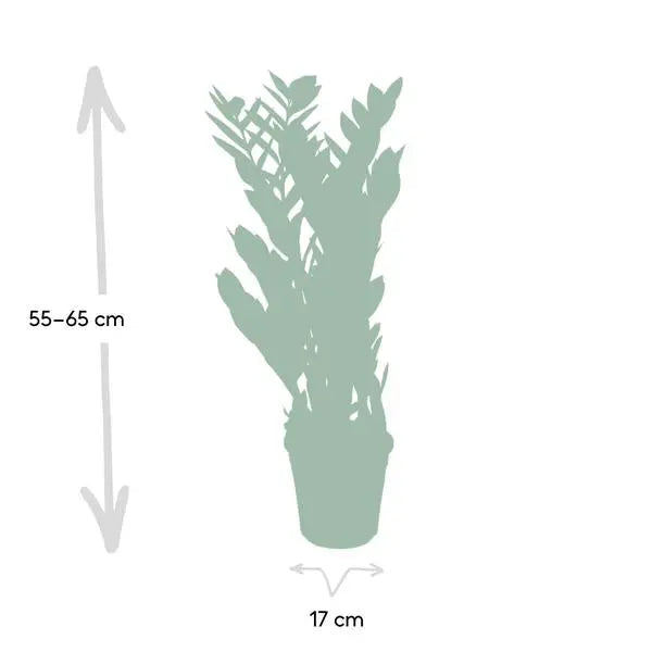 Zamioculcas Zamiifolia - Ø17cm - ↕70cm  BotanicBridge