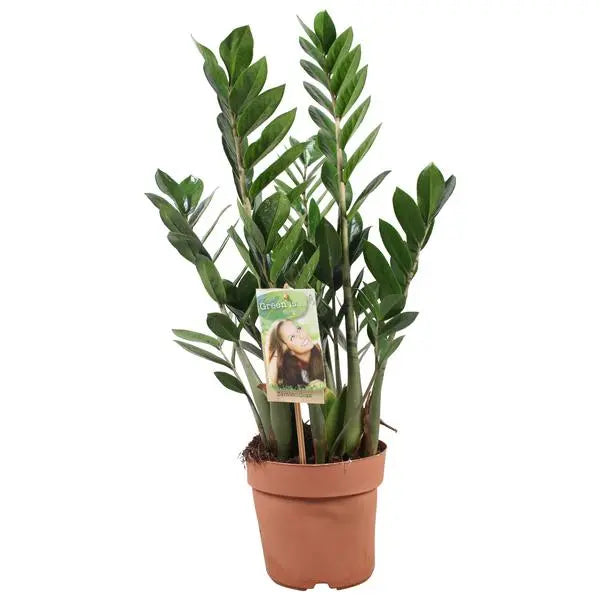 Zamioculcas Zamiifolia - Ø17cm - ↕70cm  BotanicBridge