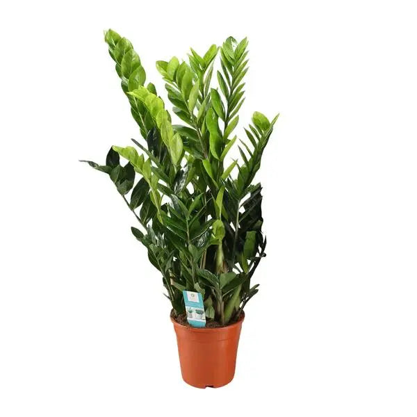 Zamioculcas Zamiifolia - Ø21cm - ↕95cm  BotanicBridge