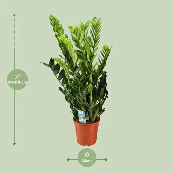 Zamioculcas Zamiifolia - Ø21cm - ↕95cm  BotanicBridge