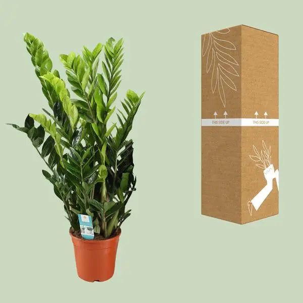 Zamioculcas Zamiifolia - Ø21cm - ↕95cm  BotanicBridge