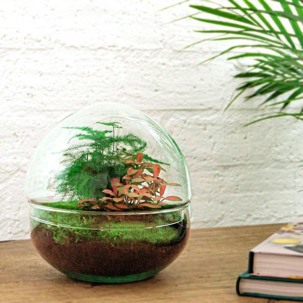 DIY terrarium - Dome Red - ↕ 20 cm - Rake + Shovel + Tweezer  BotanicBridge