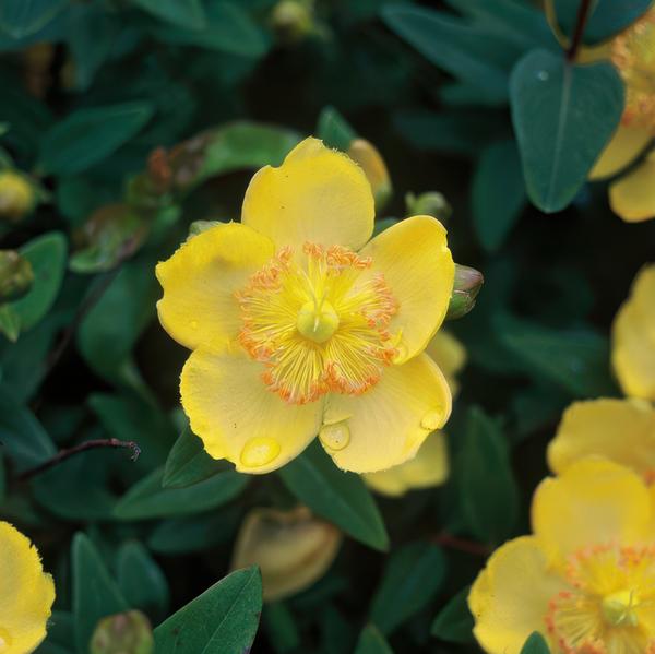 Hypericum calycinum - ↕10-25cm - Ø9cm  - 6x  BotanicBridge