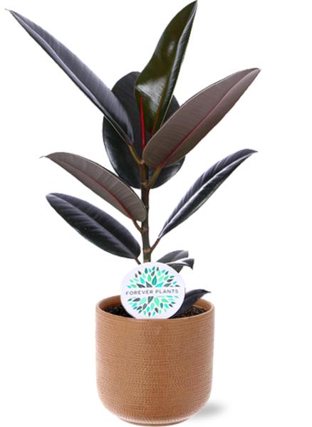 Ficus Elastica Abidjan - Ø17cm - ↕60cm + Aresso Pot D18x16,5cm - Bruin  BotanicBridge