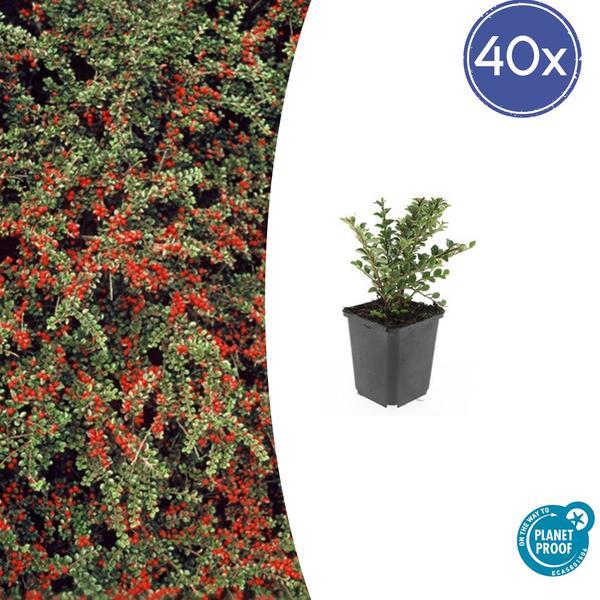 Cotoneaster horizontalis - ↕10-25cm - Ø9cm - 40x  BotanicBridge