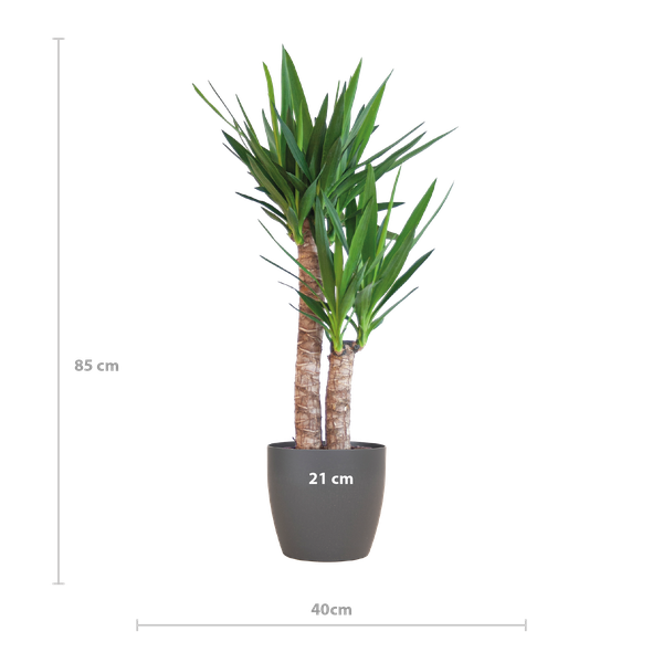 Yucca Elephantipes met Viber zwart - 90cm - Ø21  BotanicBridge