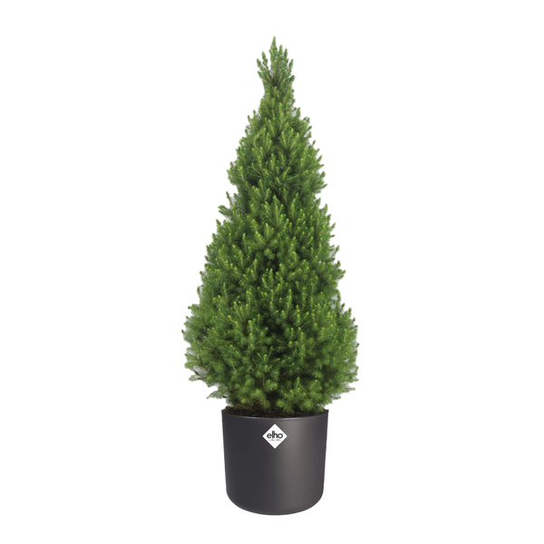 Picea Glauca Conica - Ø24cm - ↕100/110cm + Elho B. for soft Antraciet - D25cm - H23cm  BotanicBridge