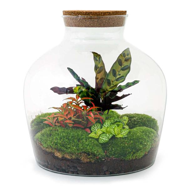 DIY terrarium - Fat Joe Rood - ↕ 30 cm - Rake + Shovel + Tweezer  BotanicBridge