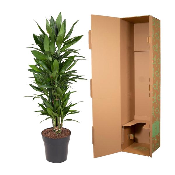 Dracaena Janet Lind vertakt - 110 cm - ø27  BotanicBridge