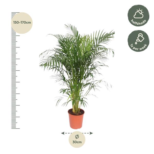 Dypsis Lutescens (Areca Palm) - 150 cm - ø30  BotanicBridge