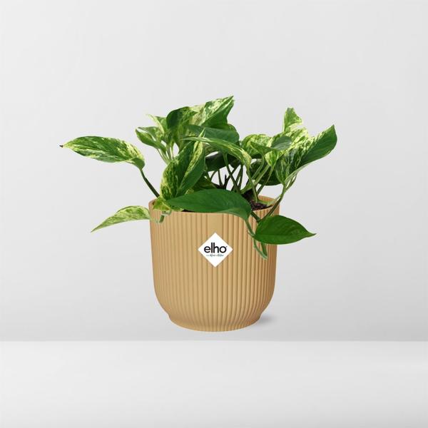 Scindapsus (Epipremnum) Marble Queen in ELHO Vibes Fold 14cm geel  BotanicBridge