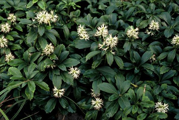 Pachysandra term. 'Green Sheen' - ↕10-25cm - Ø9cm - 12x  BotanicBridge