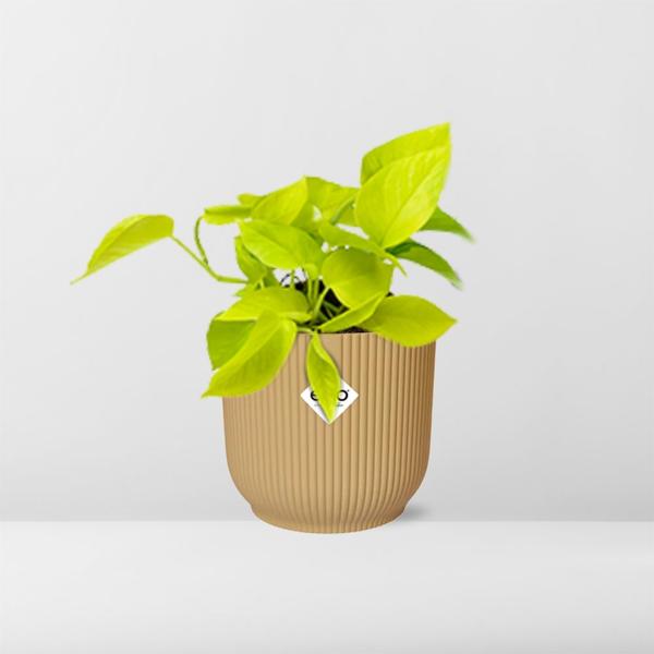 Epipremnum Pinnatum ‘Golden Pothos’ in ELHO Vibes Fold 14cm geel  BotanicBridge