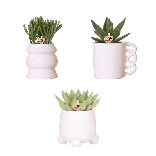 Kolibri Greens | Planten set - met 3 succulenten mix - incl. keramieken sierpotten | potmaat Ø9cm  BotanicBridge