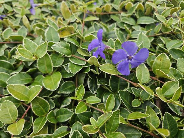 Vinca minor 'Ralph Shugert' - ↕10-25cm - Ø9cm - 20x  BotanicBridge