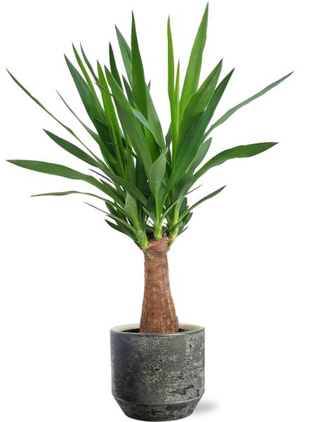 Yucca "Maya Tree" - Ø19cm - ↕80cm + Lars Pot D20x18cm - Grijs  BotanicBridge