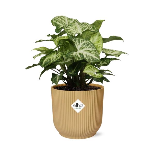 Syngonium Arrow in ELHO Vibes Fold 14cm geel  BotanicBridge