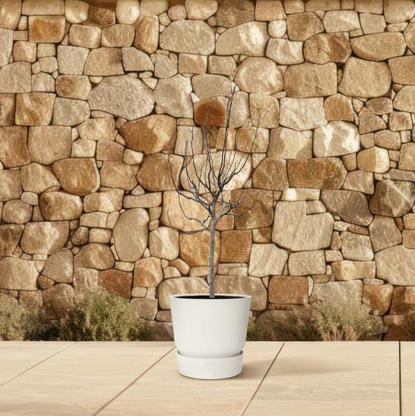 Ficus Carica op stam - 225 cm - ø40  BotanicBridge