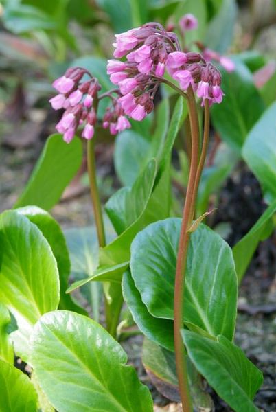 Bergenia cordifolia 'Herbstblüte'  - ↕10-25cm - Ø9cm - 12x  BotanicBridge