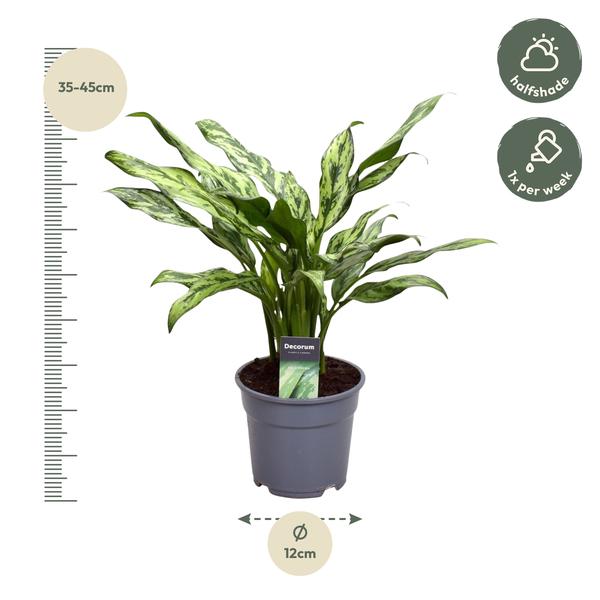 Aglaonema Juliette - 40 cm - ø12  BotanicBridge