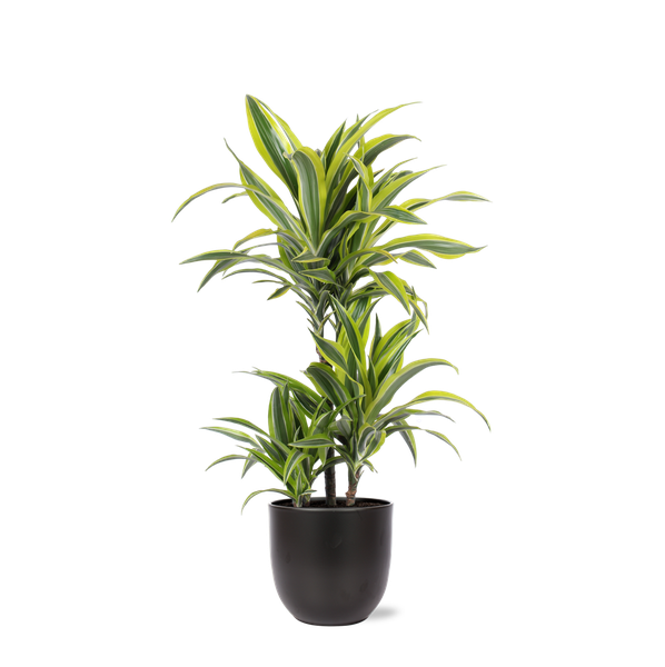 Dracaena Lemon Lime Ø21cm - ↕65cm in Boule ANTRACIET pot  BotanicBridge