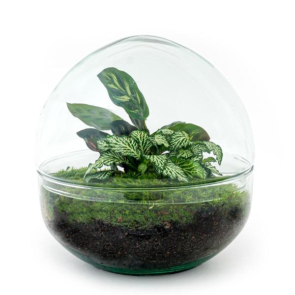 DIY terrarium - Dome - ↕ 20 cm - Rake + Shovel + Tweezer  BotanicBridge