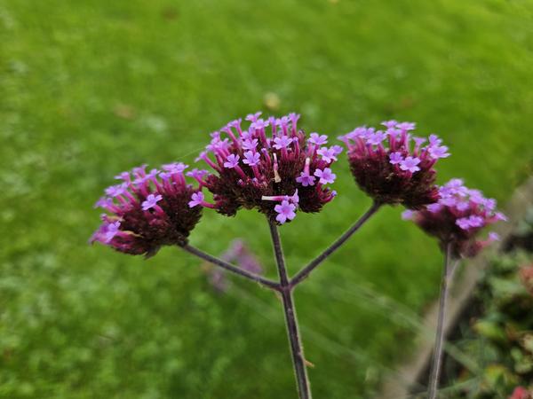 Verbena bonariensis - ↕10-25cm - Ø9cm - 12x  BotanicBridge