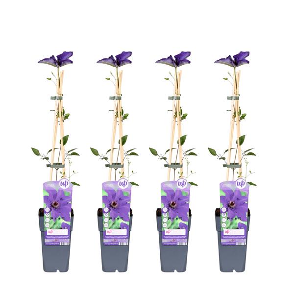 4x - Clematis The President - ↨65cm - Ø15  BotanicBridge