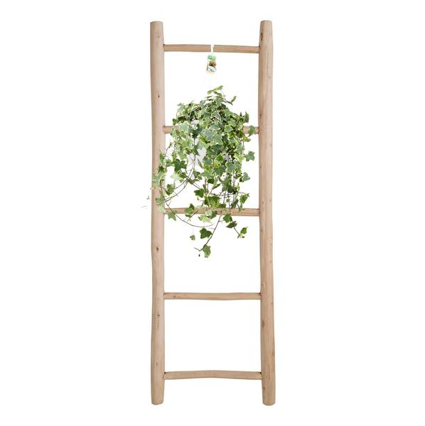 Hedera Helix Gold Child - Hang/XXL - Ø24cm - ↕cm  BotanicBridge