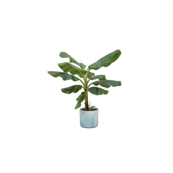 Combi deal - Bananenplant (Musa) inclusief Ocean Round atlantisch blauw Ø22 - 100 cm  BotanicBridge