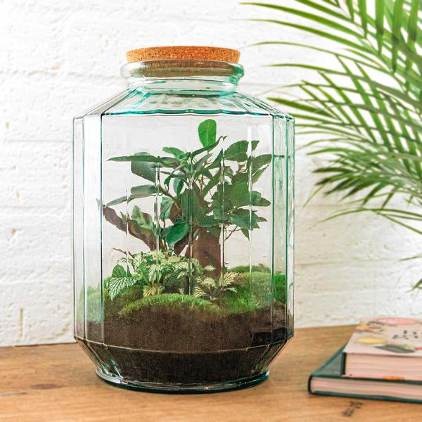 DIY terrarium - Botanical garden XL - ↕ 35 cm - Normal  BotanicBridge