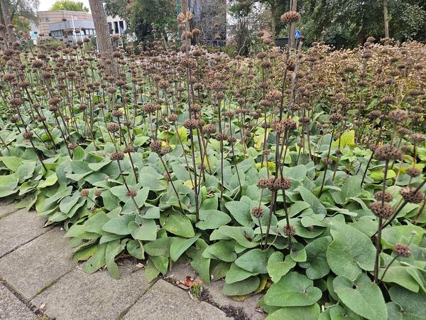 Phlomis russeliana - ↕10-25cm - Ø9cm - 40x  BotanicBridge