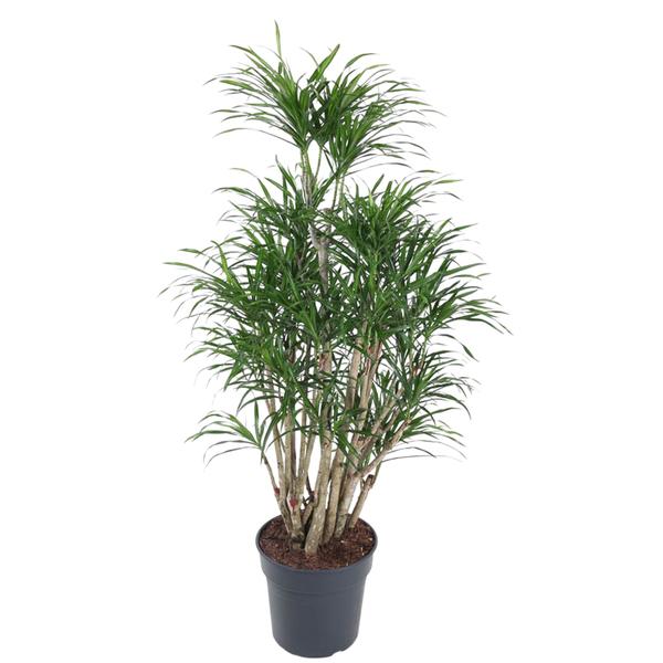 Dracaena Anita vertakt - 160 cm - ø31  BotanicBridge