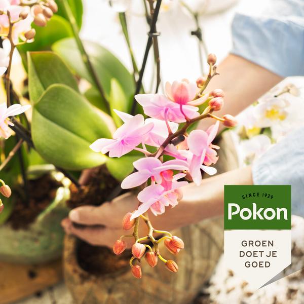 Pokon bio orchidee voeding 250 ml  BotanicBridge