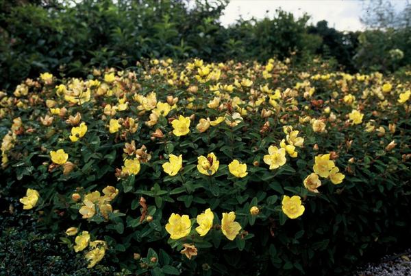 Hypericum dummeri 'Peter Dummer' - ↕10-25cm - Ø9cm - 6x  BotanicBridge