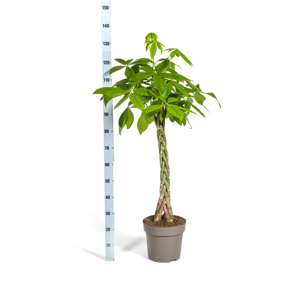 Pachira Aquatica Ø27cm - ↕140-150cm  BotanicBridge