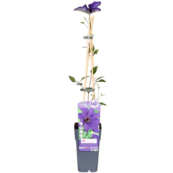 Clematis The President - Clematis Paars - Ø15cm - ↕65cm  BotanicBridge