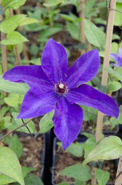 Clematis The President - Clematis Paars - Ø15cm - ↕65cm  BotanicBridge